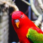 Nearby Chattering Lorikeet