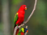 Nearby Chattering Lorikeet - Image 6