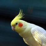 Nearby Lutino Cockatiel