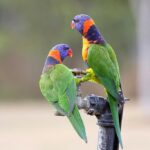 Nearby Red collared Lorikeet