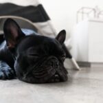 Nearby Black French Bulldog Color Puppy