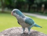 Nearby Blue Monk | Blue Quaker Parrot - Image 5