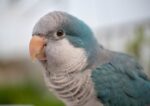 Nearby Blue Monk | Blue Quaker Parrot - Image 6