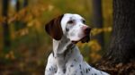 Nearby White & Liver Brown Dalmatian Puppy - Image 4